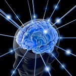 cerveau2
