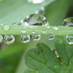 transpiration-plante