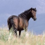 cheval_libre