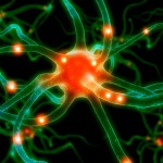 neurone