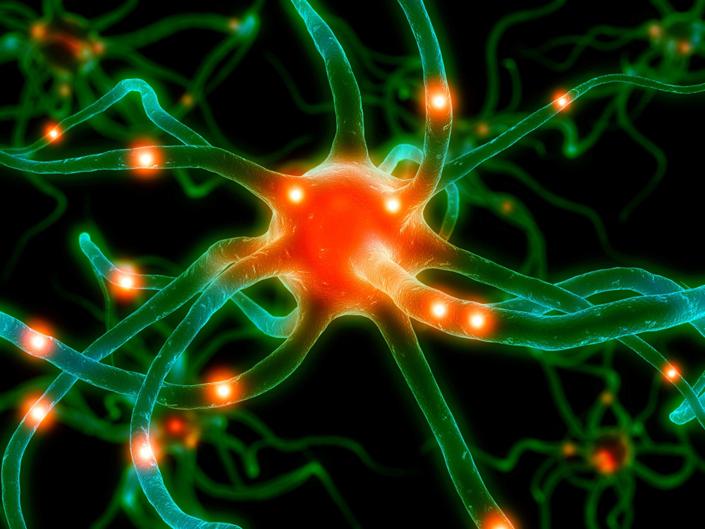 neurone