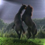 mustang