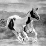 mustang-noir-et-blanc